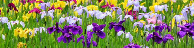 iris, irises, iris flower, iris flowers, bearded iris, Siberian iris, Japanese iris